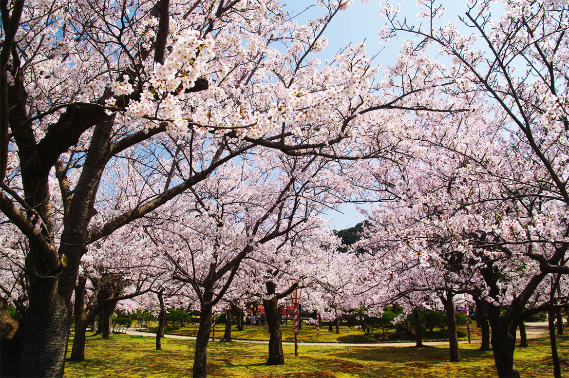 湊山公園／桜の園_f0227938_19361278.jpg