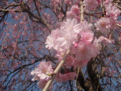 a0054240_2113924.jpg