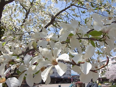 b0120541_236487.jpg