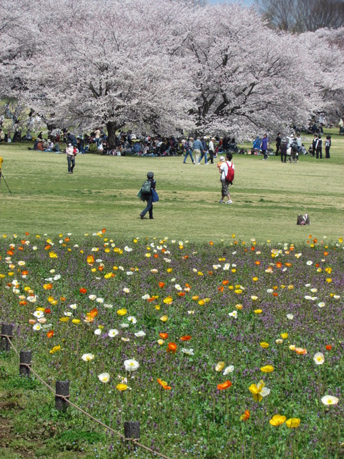 ４月１６日　　桜の日々もぜいたくです。_f0117041_15424370.jpg