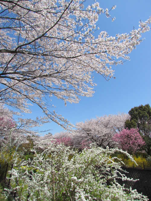 ４月１３日　　どうやら天気は持ちそうです。_f0117041_1555626.jpg