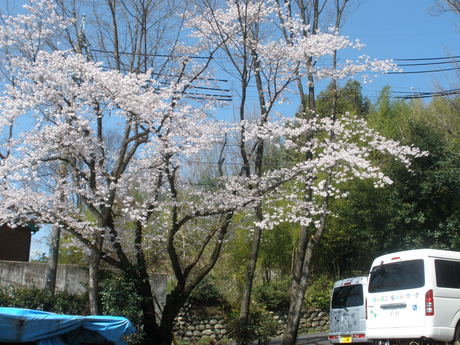 桜満開です。。。感動です_f0065444_105527.jpg