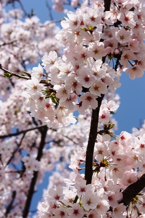 桜_f0119244_21534771.jpg