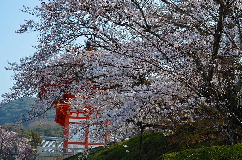 清水寺の桜便り_e0237645_16394245.jpg