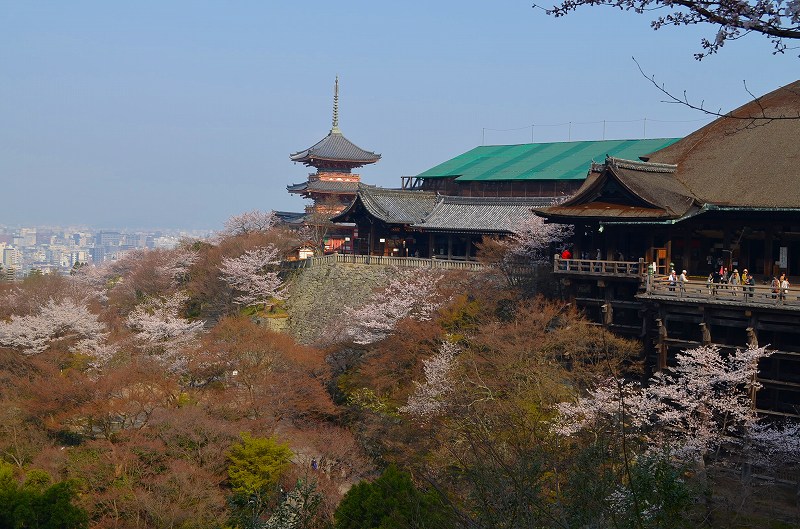 清水寺の桜便り_e0237645_1640423.jpg