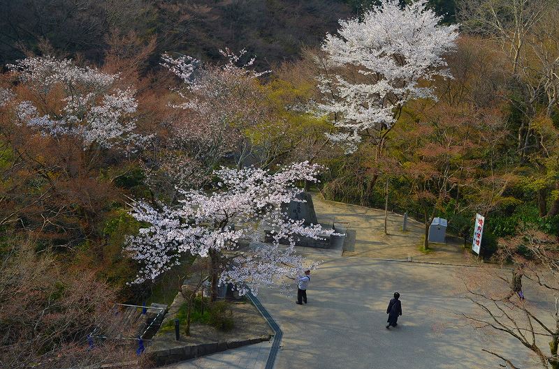 清水寺の桜便り_e0237645_1640784.jpg