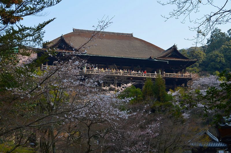清水寺の桜便り_e0237645_16413053.jpg