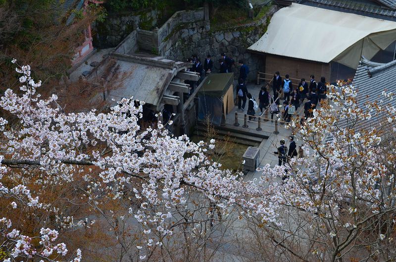 清水寺の桜便り_e0237645_16414355.jpg