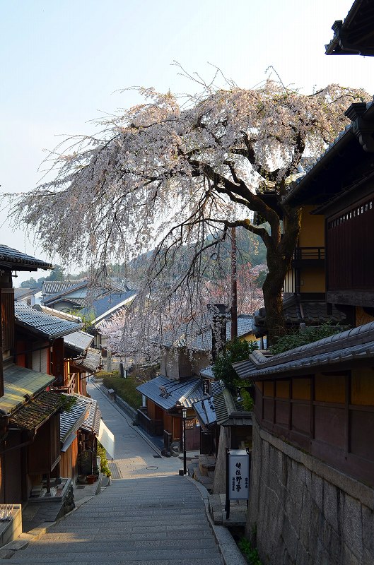 清水寺の桜便り_e0237645_16425016.jpg
