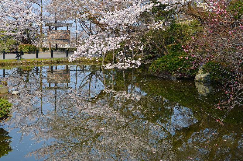 清水寺の桜便り_e0237645_1643760.jpg