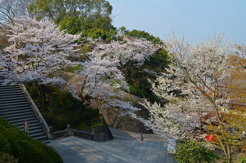 清水寺の桜便り_e0237645_1649460.jpg