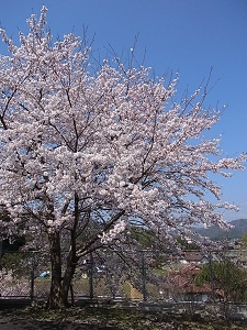 岩城島でお花見_f0211845_14344765.jpg