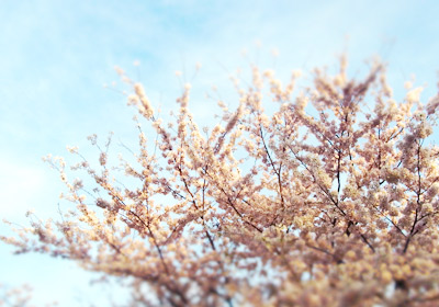 さくら、2012._d0227246_21575483.jpg