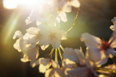 さくら、2012._d0227246_21575749.jpg