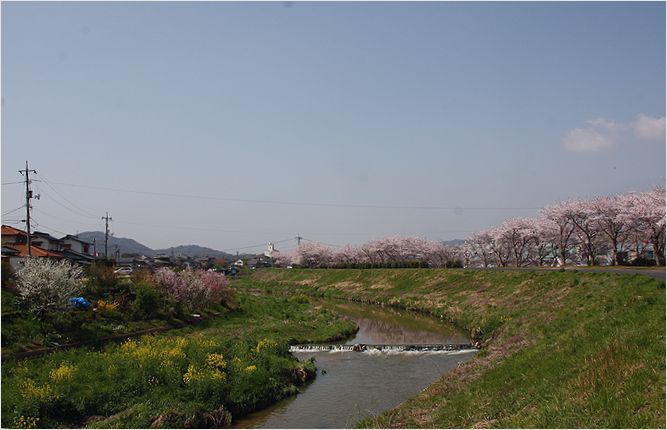 里見川　桜土手_a0256349_23351730.jpg