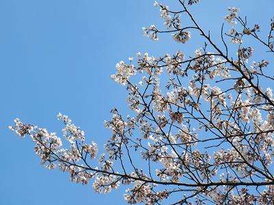 お花見の下見＆定年後生活の下見(和歌山）_f0064449_8245443.jpg