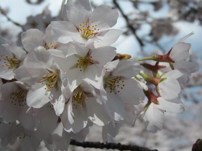 お花見の下見＆定年後生活の下見(和歌山）_f0064449_834187.jpg