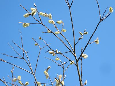 お花見の下見＆定年後生活の下見(和歌山）_f0064449_912918.jpg