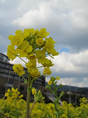 お花見の下見＆定年後生活の下見(和歌山）_f0064449_914434.jpg