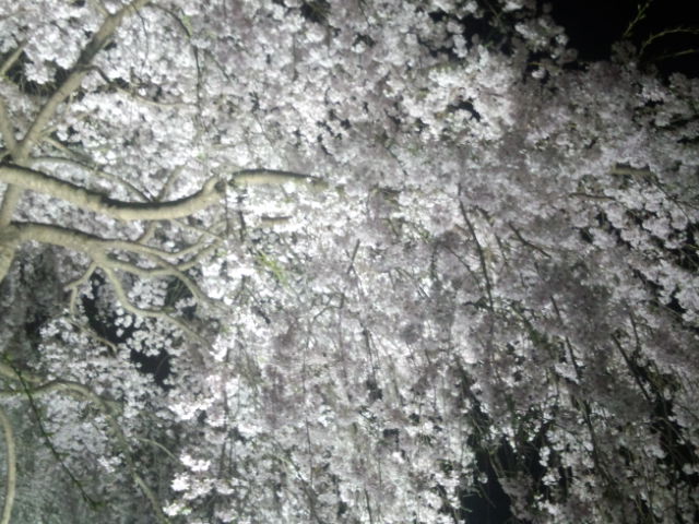 夜桜！_c0245751_22513977.jpg