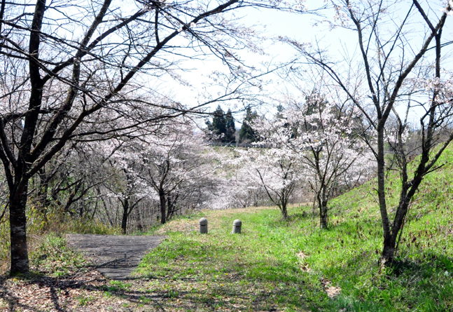 桜のある牧場の風景　4/12_b0214652_1214580.jpg
