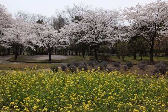 4月10日　桶川市「城山公園」_a0133653_621475.jpg