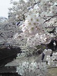 桜が満開ですね～♪_d0118053_1452996.jpg