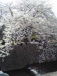 桜が満開ですね～♪_d0118053_146478.jpg
