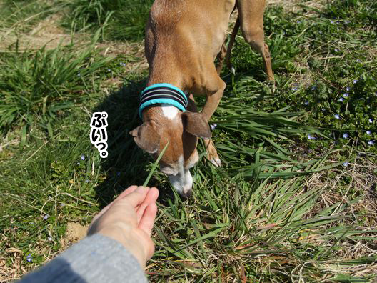 飼い主が納得できないおりりんの「仕分け」_b0234654_2095953.jpg