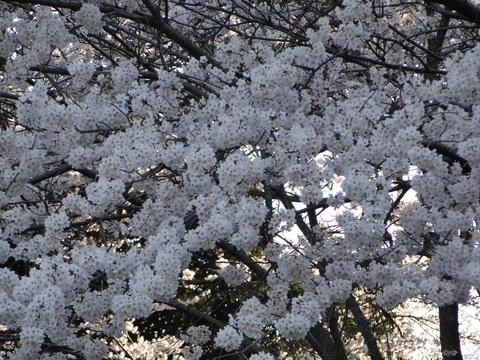 大池自然公園・・・・続き_a0108356_19593599.jpg