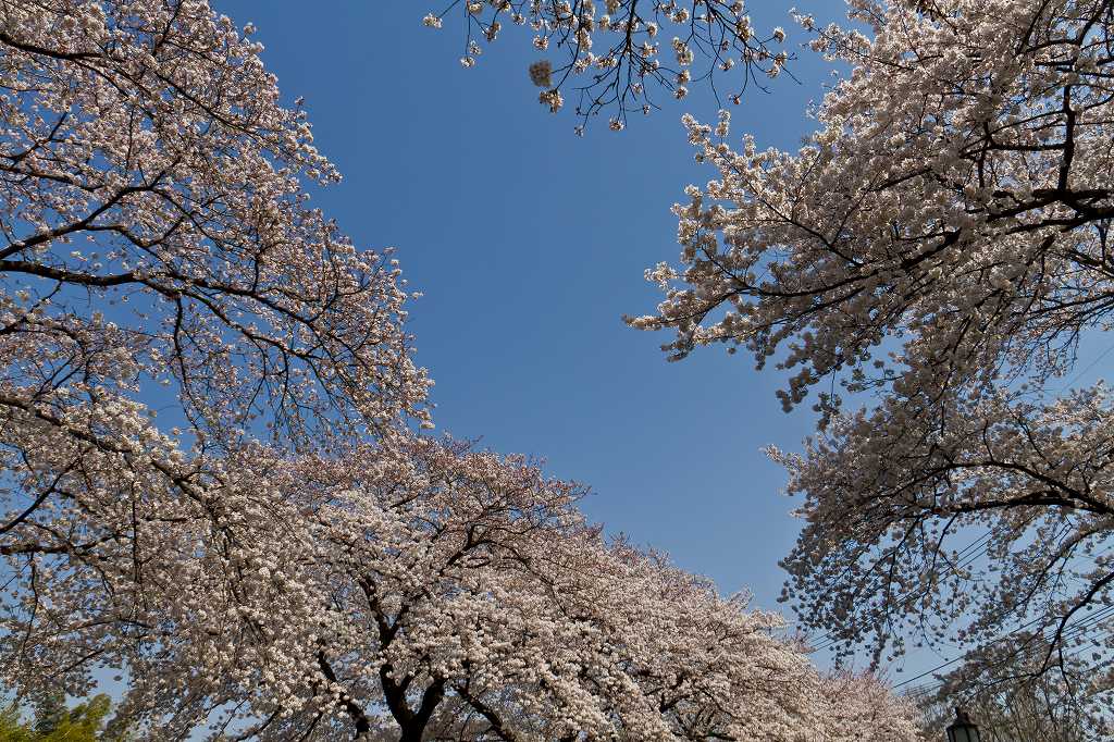 根川緑道の桜_f0044056_21372176.jpg