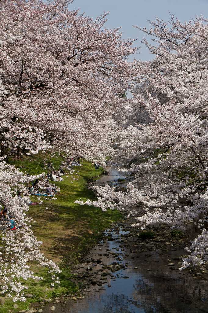 根川緑道の桜_f0044056_21392289.jpg