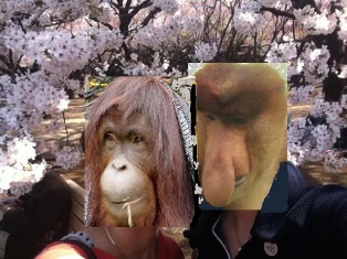 テングザルと桜のコラボレーション_a0132757_17571987.jpg