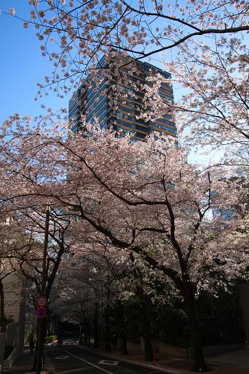 桜 坂_e0158857_11253125.jpg