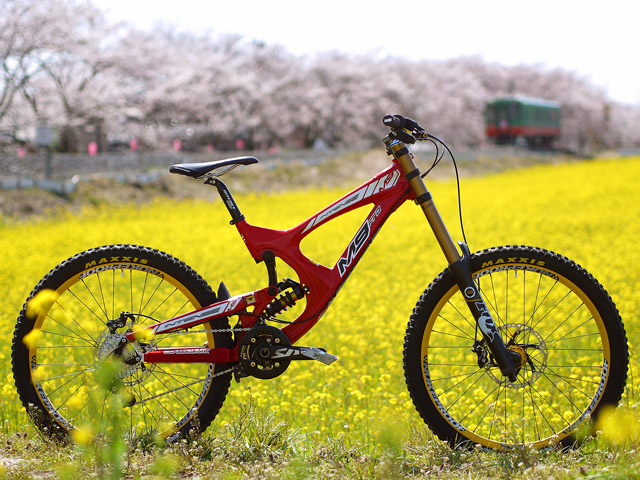 cherry and rape blossoms_b0049658_17162.jpg