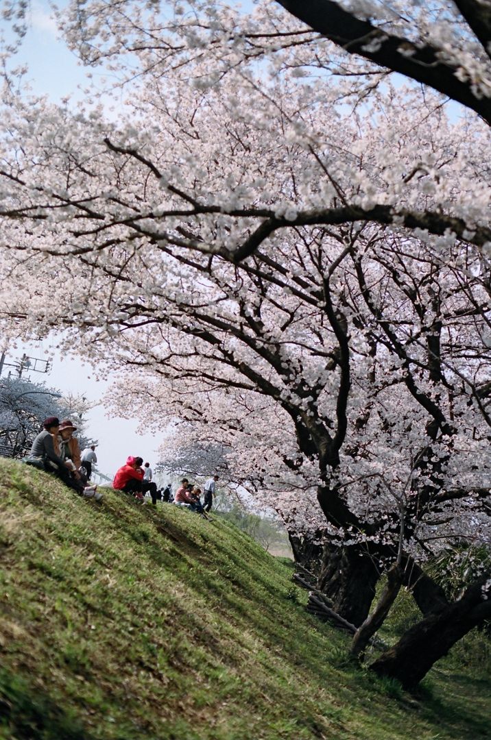 桜ひらひら宿河原＋立石_d0240158_2575058.jpg