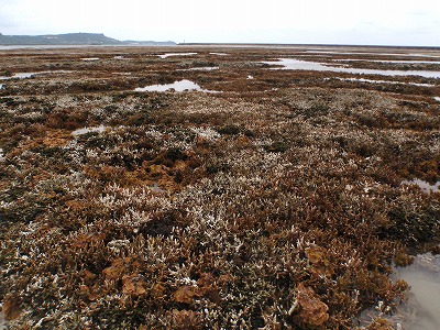 c0180460_11521441.jpg