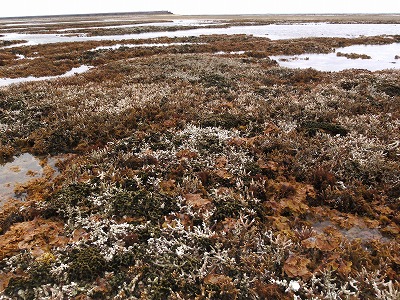 c0180460_11523593.jpg