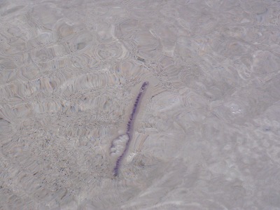 c0180460_11532827.jpg