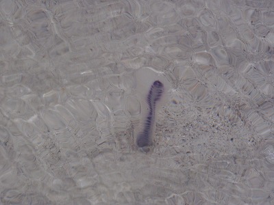 c0180460_11535023.jpg