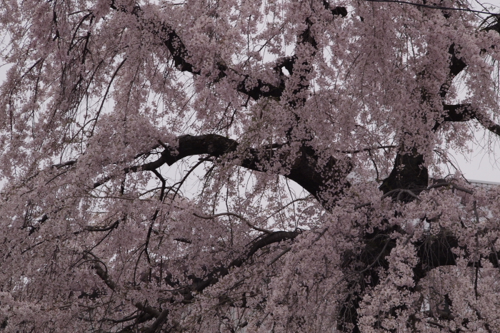 c0202860_22142936.jpg