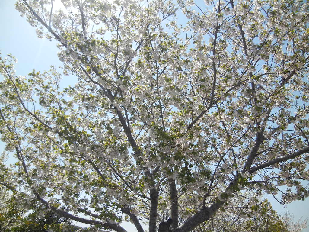 2012年4月12日(木)まだ桜が咲いてたYO!_f0060461_1402721.jpg