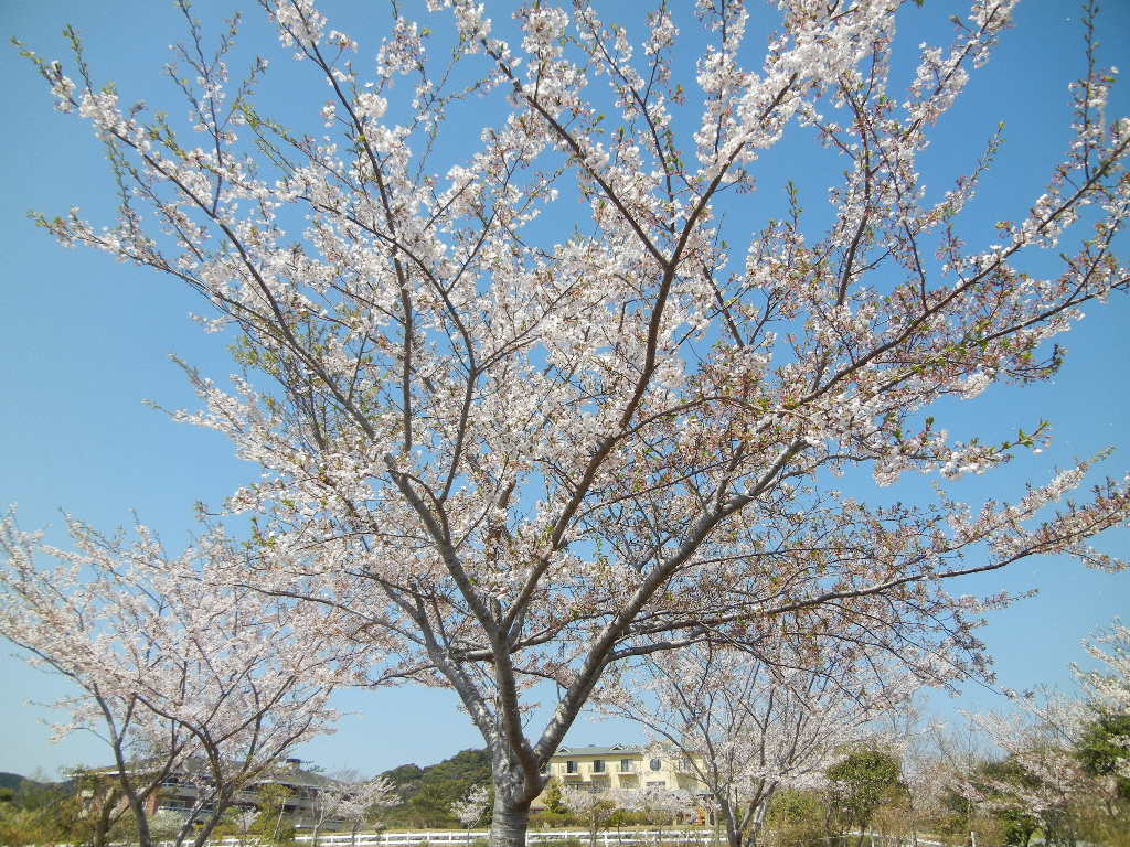 ２０１２年４月１２日（木）まだ桜が咲いてたＹＯ！_f0060461_1423131.jpg