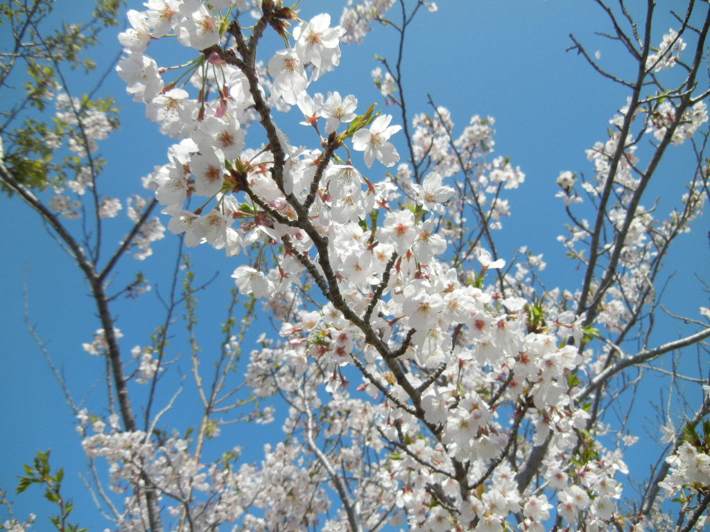 2012年4月12日(木)まだ桜が咲いてたYO!_f0060461_1433361.jpg