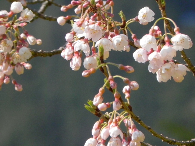 ひょうたん桜_f0227561_0174829.jpg