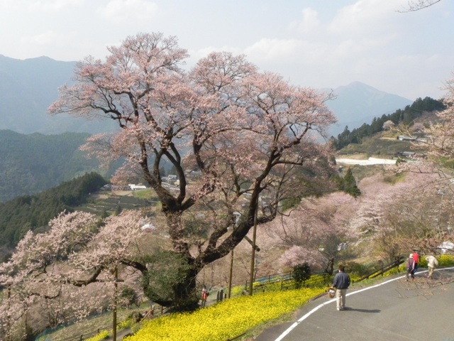 ひょうたん桜_f0227561_0193445.jpg
