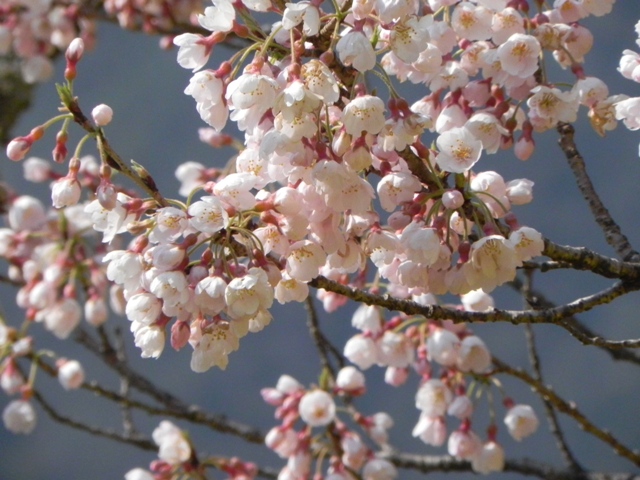 ひょうたん桜_f0227561_019414.jpg