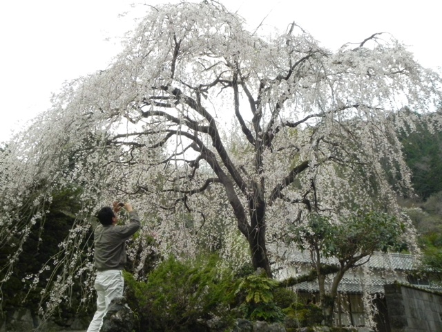 ひょうたん桜_f0227561_0201181.jpg