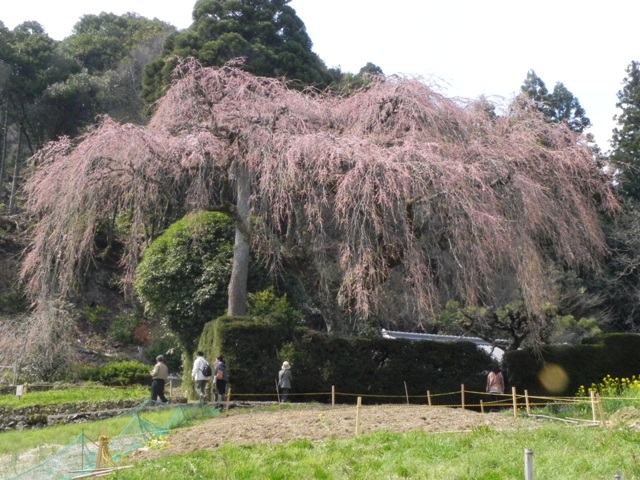 ひょうたん桜_f0227561_0203484.jpg