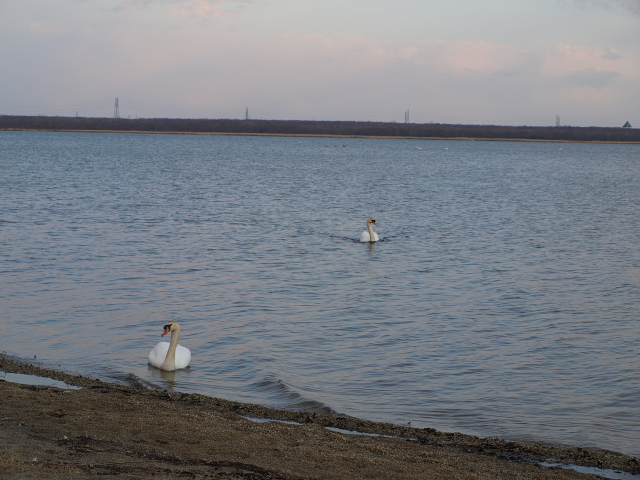 ♪ウトナイの湖畔～　４月_d0153062_924731.jpg